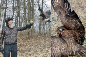 Įkyriems parko gyventojams siaubą varo plungiškio suopis