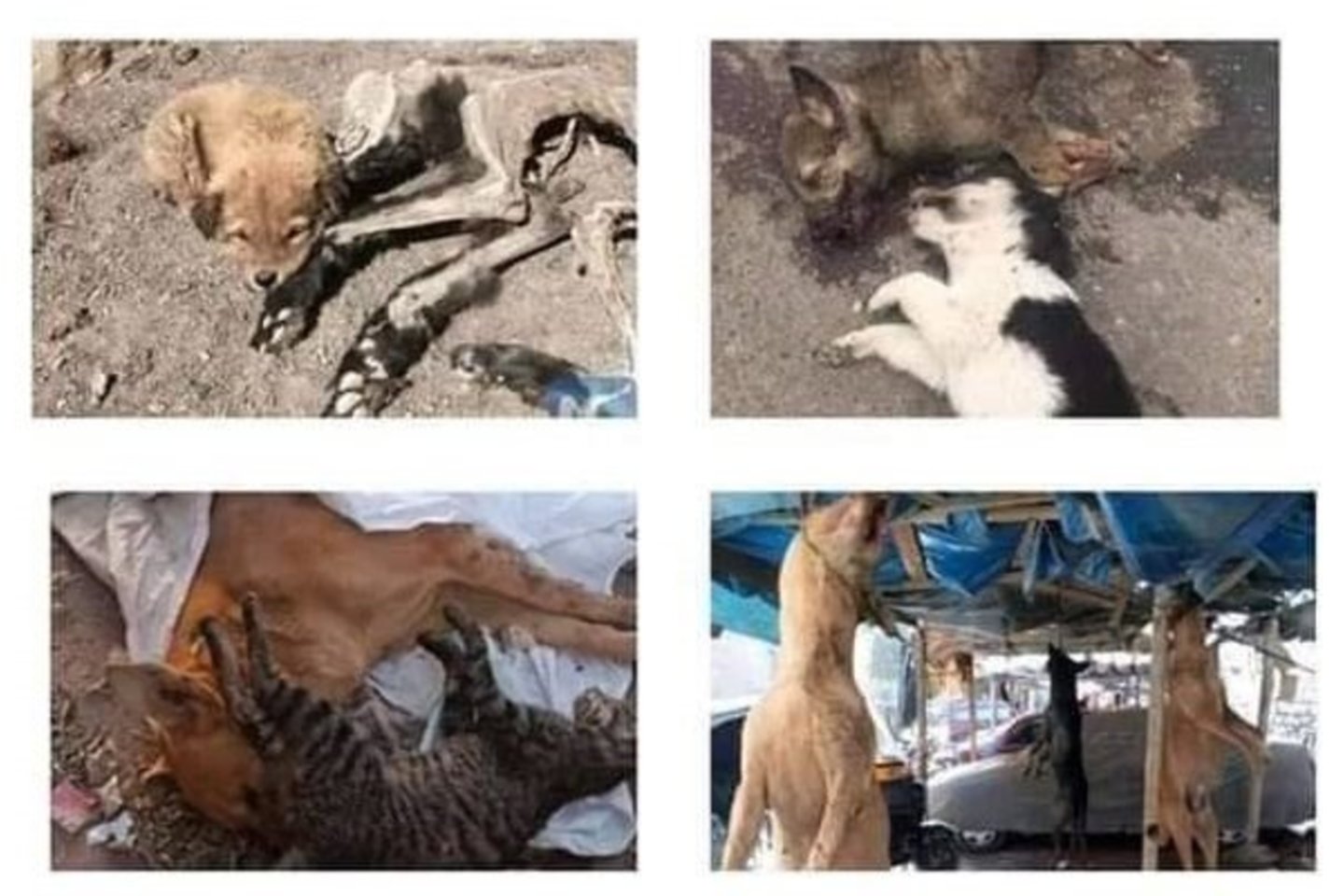 Internete plinta tautiečių prašymas nevykti į Egiptą: taip skelbiant protestą prieš žiauriais būdais žudomus gyvūnus.