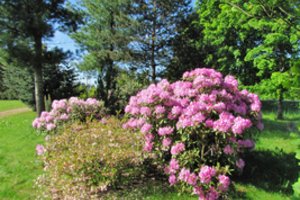 Vieta, kur galite pamatyti rečiausius augalus
