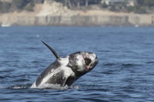 Rusija planuoja paleisti beveik 100 sugautų orkų ir baltųjų delfinų