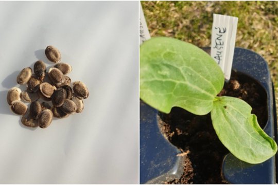 Naujas daržininkų atradimas: jauni šie vaisiai valgomi,  sunokę – naudojami buityje