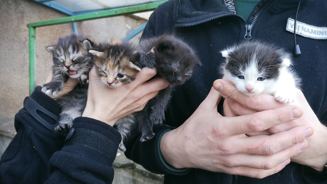 Gyvūnų globėjai sunerimę: po balkonais pabiro naujas beglobių kačiukų derlius