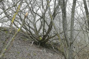 Vilniuje kertami medžiai – it mutantai iš Černobylio: žmonės sunerimo dėl galimo pavojaus