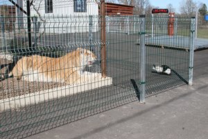 Zoologijos sode prie Kalvarijos įsikūrė vienintelė Baltijos šalyse auksinių tigrų pora