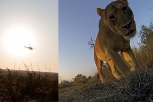 Siaubinga nelaimė: brakonierių sutrypė dramblys, o tada sudraskė liūtas