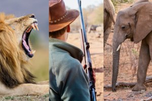 Gamta apsivalė nuo parazito: brakonierių sutrypė dramblys ir suėdė liūtai