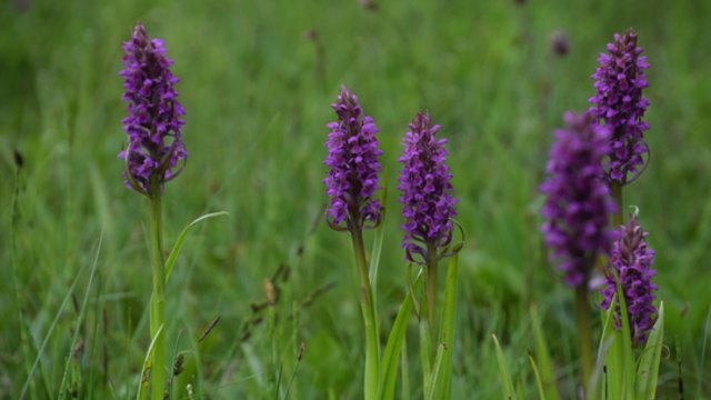 Lietuviškos pelkės pasididžiavimas – rečiausios orchidėjos