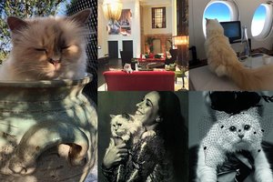 Karlo Lagerfeldo katė po jo mirties maudosi milijonuose ir turi įmotę