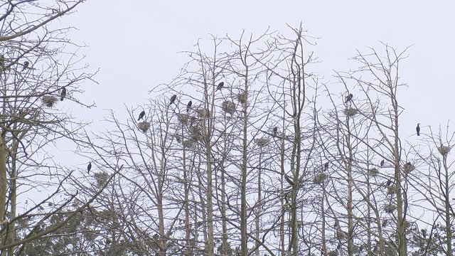 Sprogimai Juodkrantės sengirėje: dėl ornitologų veiksmų kenčia aplinkiniai rajonai