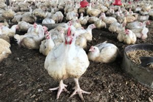 Bulgarijos ūkyje nustatytas paukščių gripas