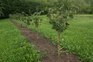 Įspėja: jei sodinate vaismedį ar uogakrūmį, nevalia kasti duobės tą pačią dieną