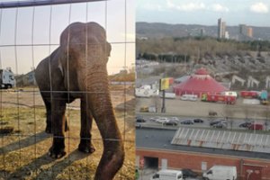 Akistata su drambliu įsimins ilgam: „Tas vaizdas ilgai neišėjo iš galvos“