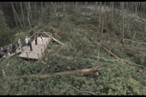 „Rūgštus miškas“ keliauja į didžiausią Šiaurės Amerikos dokumentinių filmų festivalį „Hot Docs“