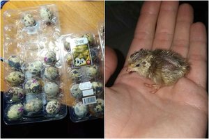 Priešvelykinis stebuklas: gyvybė atsirado iš parduotuvėje pirktų kiaušinių