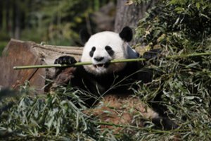 Danijos karalienė dalyvaus naujų pandų namų atidaryme Kopenhagos zoologijos sode