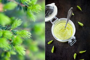 Suskubkite prisirinkti pušų pumpurų – žolininkė patarė, kam jie tinka ir ką iš jų paruošti 