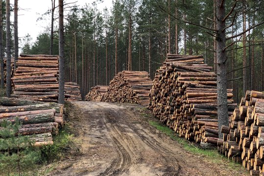 Miško darbų rangovai apie problemas tyli: bijo keršto