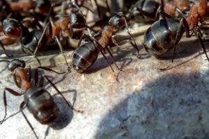 Bunda skruzdėlės – apsidrauskite iš anksto, kad vėliau neužpultų jų armijos