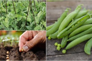 Mano žirniai nebekirmija nuo tada, kai paklausiau sodo kaimynės patarimo