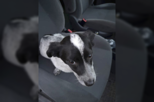 Širdį veriantis vaizdas Šilutės r. – užrištame maiše mirti paliktas šuo