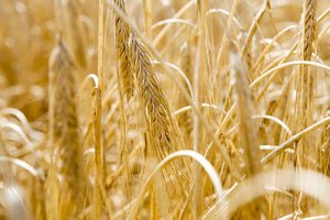 Grūdų rinka laukia derliaus rekordų