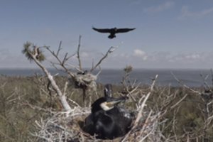 Kormoranai – žmogaus emocijų įkaitai: naikinti ar leisti būti?