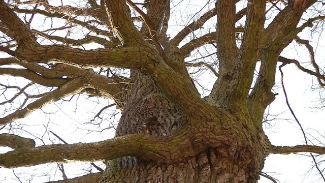 Unikalių medžių registras: atrask išskirtinį medį ir tu