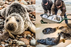 Baltijos jūros į krantą išmesti aštuoni gyvi ruoniukai – specialistų rankose, laukiama dar keturių