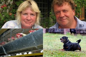 Vergais lietuvius paukščių fermose pavertusių britų byloje – naujos detalės