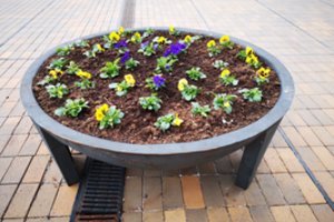 Vilnius pražydo pavasario žiedais