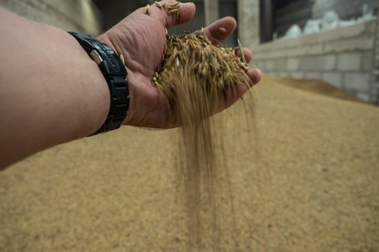 Kinijos rinka atsivėrė lietuviškai žemės ūkio produkcijai: laukiama proveržio