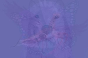 Kokį gyvūną įžiūrėjote? Įdomus faktas apie jūsų asmenybę