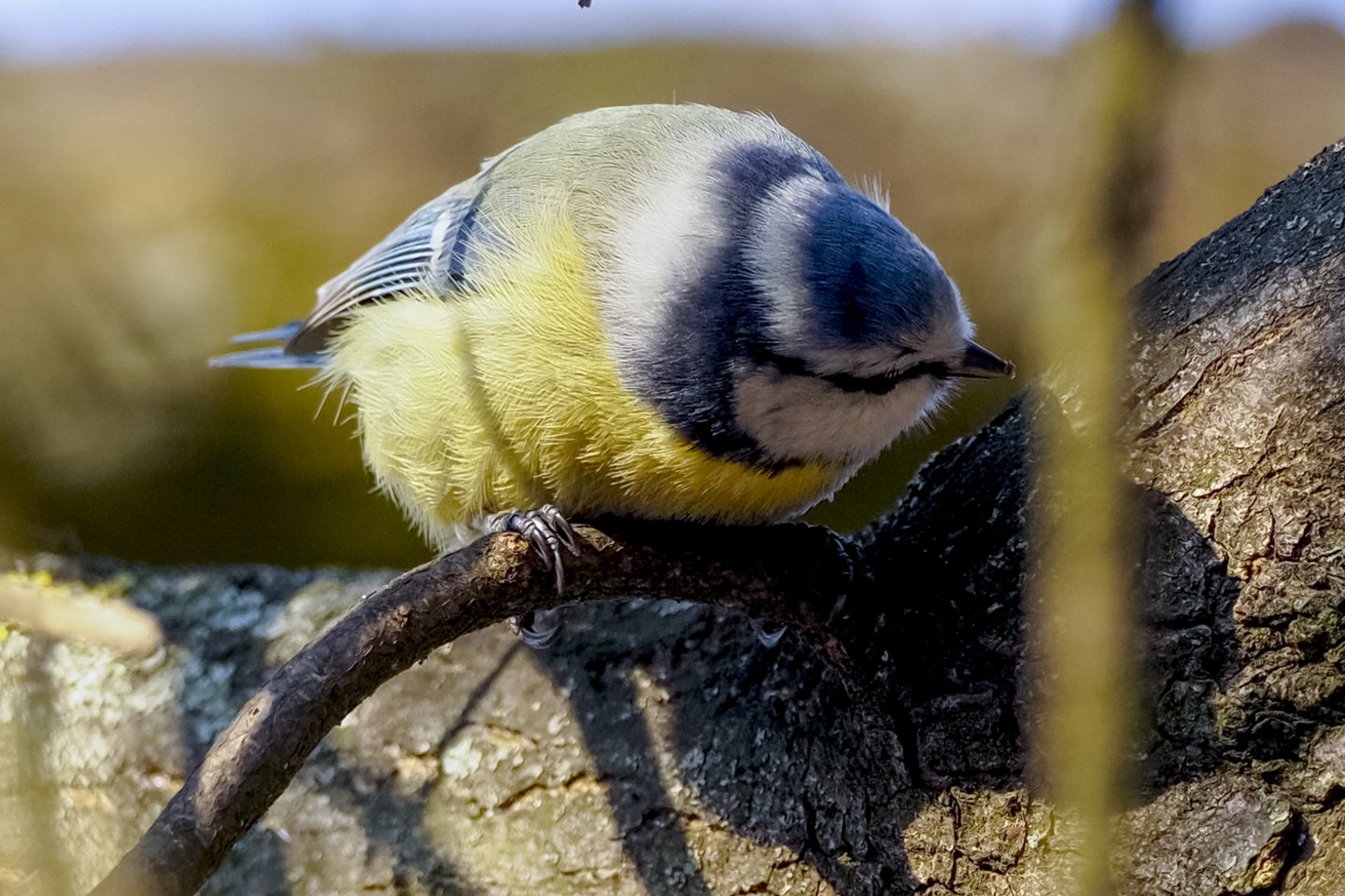  Vingio parke paukščiai džiaugiasi pavasariu.<br> V.Ščiavinsko nuotr.