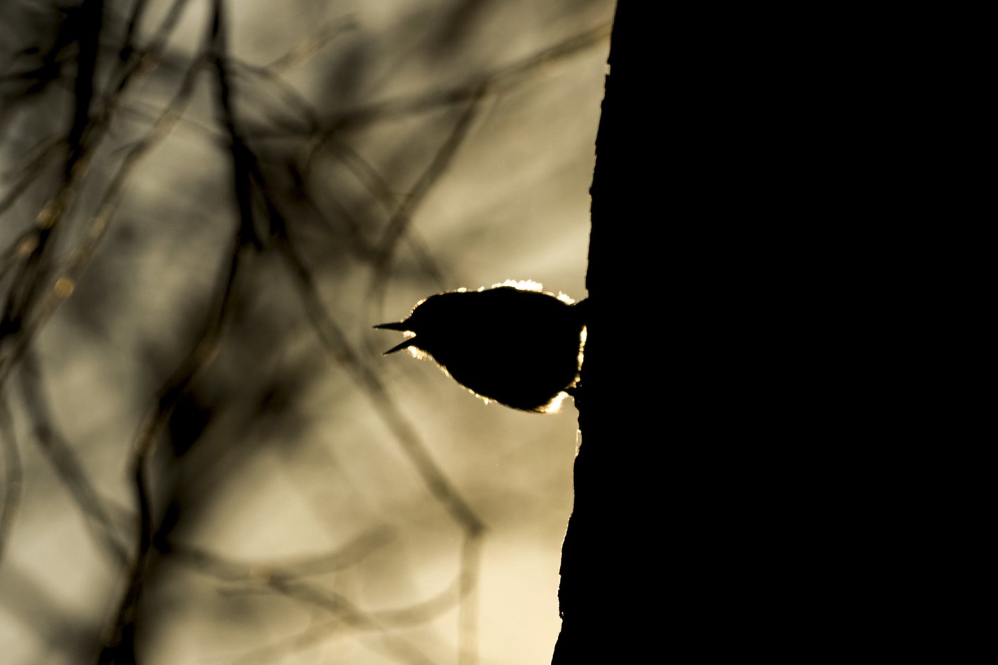  Vingio parke paukščiai džiaugiasi pavasariu.<br> V.Ščiavinsko nuotr.