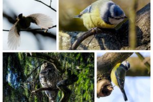 Vingio parko grožybės atima žadą: išskirtinė proga pamatyti pavasariu besidžiaugiančią pelėdą