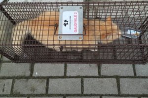 Prisiminė benamių kačių problemą – už vieną teks pakloti 55 eurus