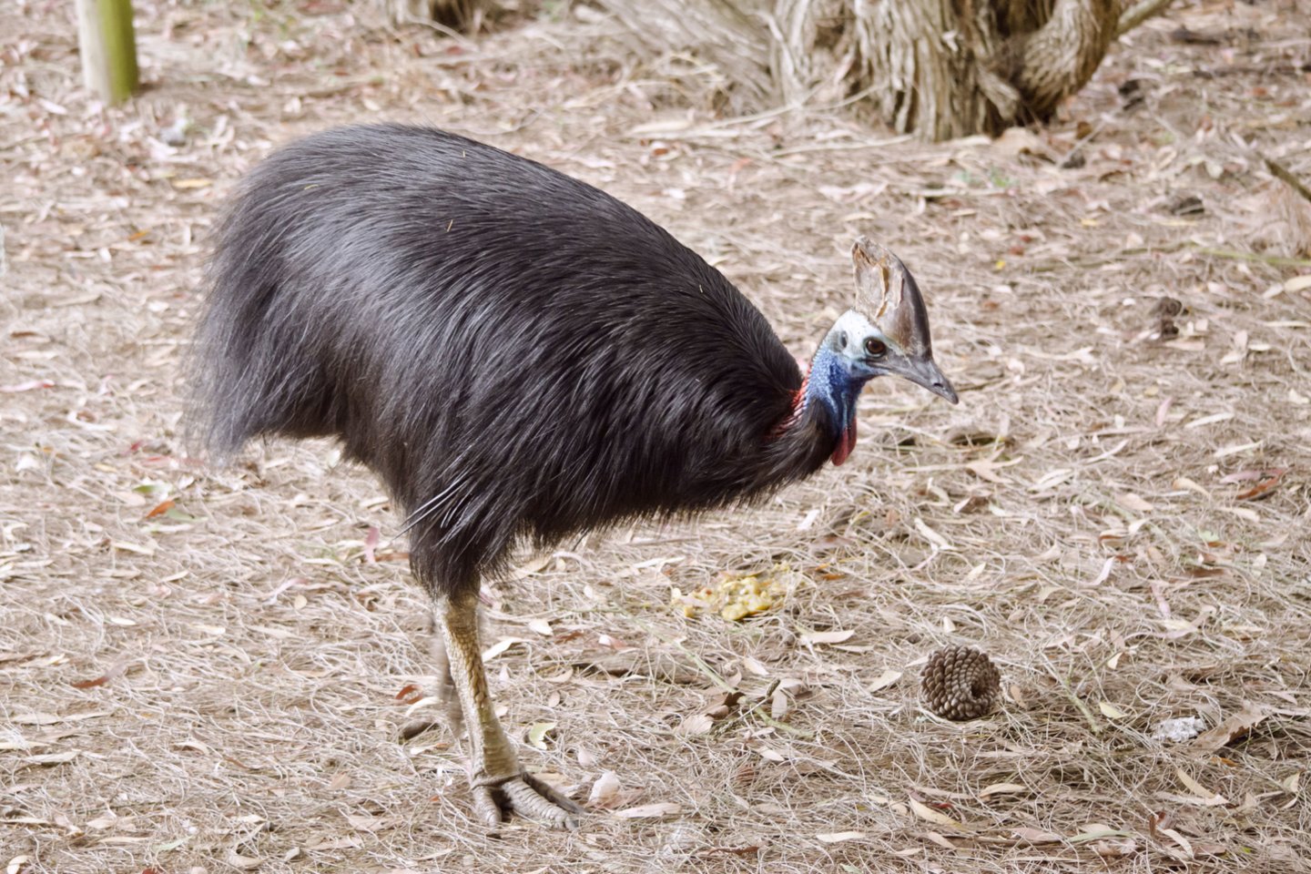 Kazuarai laikomi pavojingiausiais paukščiais pasaulyje. Laukinėje gamtoje jie gyvena Australijoje ir Naujojoje Gvinėjoje.<br> 123rf nuotr.