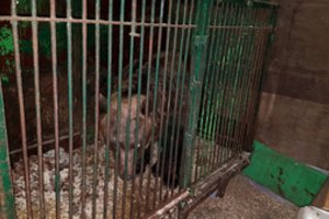 Iš gyvūnus kankinusio N. Zobovo siekiama konfiskuoti meškas perkėlimui į rezervatą