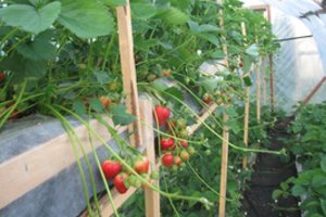 Braškių augintoja pataria: kaip neapsigauti įsigyjant daigus ir džiaugtis puikiu derliumi