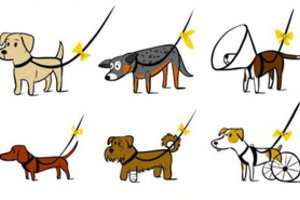 Vargu, ar žinote, ką reiškia geltonas kaspinas ant šuns pavadėlio