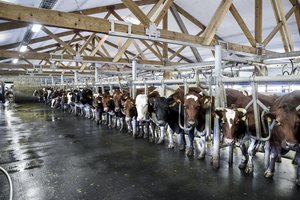 Pieno supirkimo kaina per metus augo 6,3 proc.