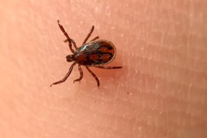 Didžiausias pavojus užsikrėsti nuo erkių – viename Lietuvos regione 