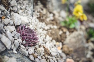 Svajojate apie alpinariumą – keletas paprastų, bet naudingų patarimų