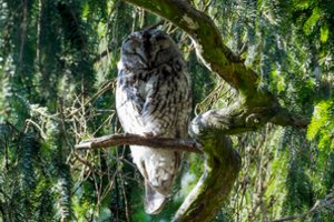 Kam reikalinga saugomų paukščių ir gyvūnų informacinė sistema?