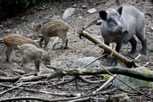 Afrikinio kiaulių maro sustabdymas – mūsų rankose: ir viskas prasideda nuo jų plovimo