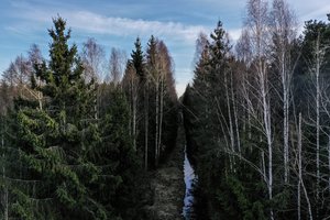 Ministras K. Mažeika apie privačių miškų savininkus: „Jie turi teisę kirsti“