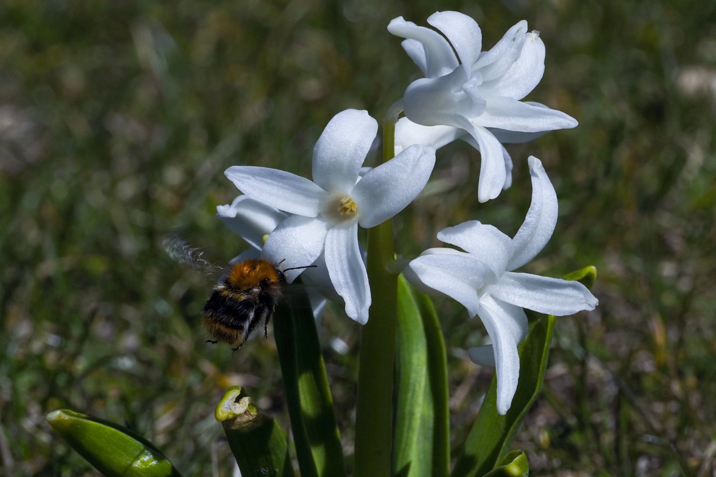 Palepins maloni šiluma.<br>V.Ščiavinsko nuotr.