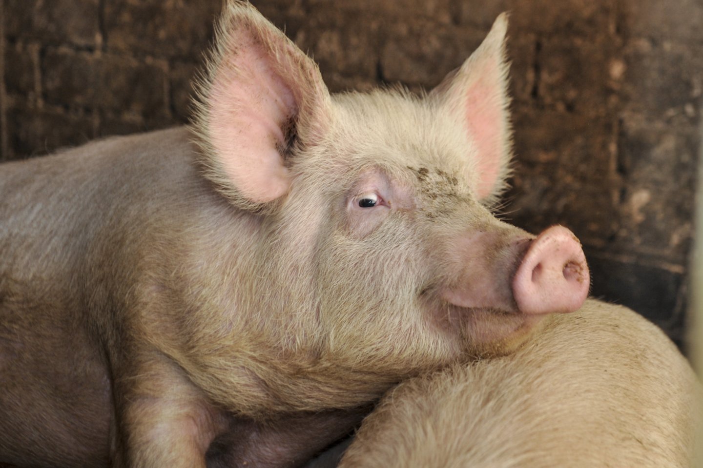 Kiaulių maras,apsaugos priemonės nuo Afrikinio kiaulių maro,kaimas,žemės ūkis,kiaulės,tvartas<br>V.Ščiavinsko nuotr.