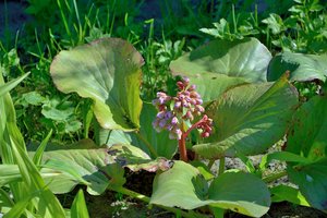 Dažname darželyje auginama gėlė yra tikra organizmo šluota