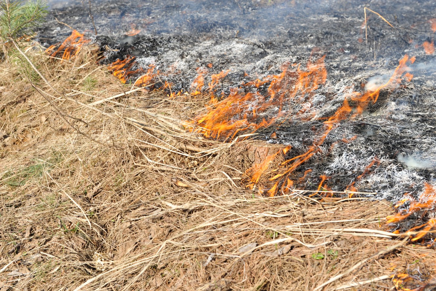 GAAB reikalavimas draudžia deginti žemės ūkio augalus bei jų ražienas, žolę ganyklose arba pievose, taip pat daugiametėse ganyklose arba pievose.<br>T.Bauro nuotr.